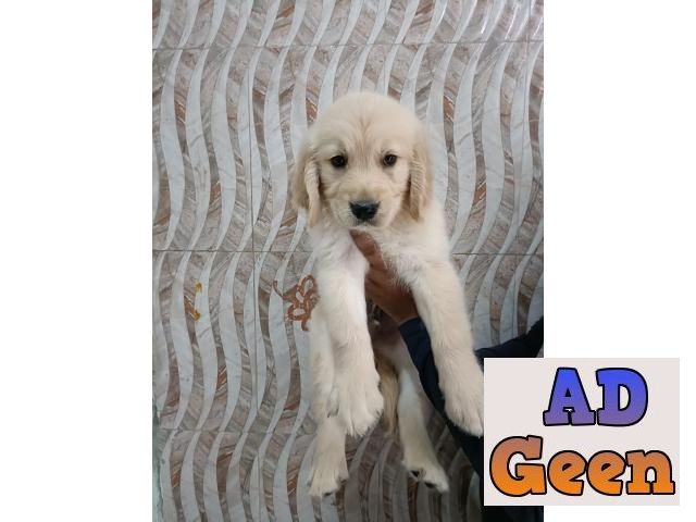 used All Breed Top Quality puppies available 9891116714 Golden Retriever for sale 